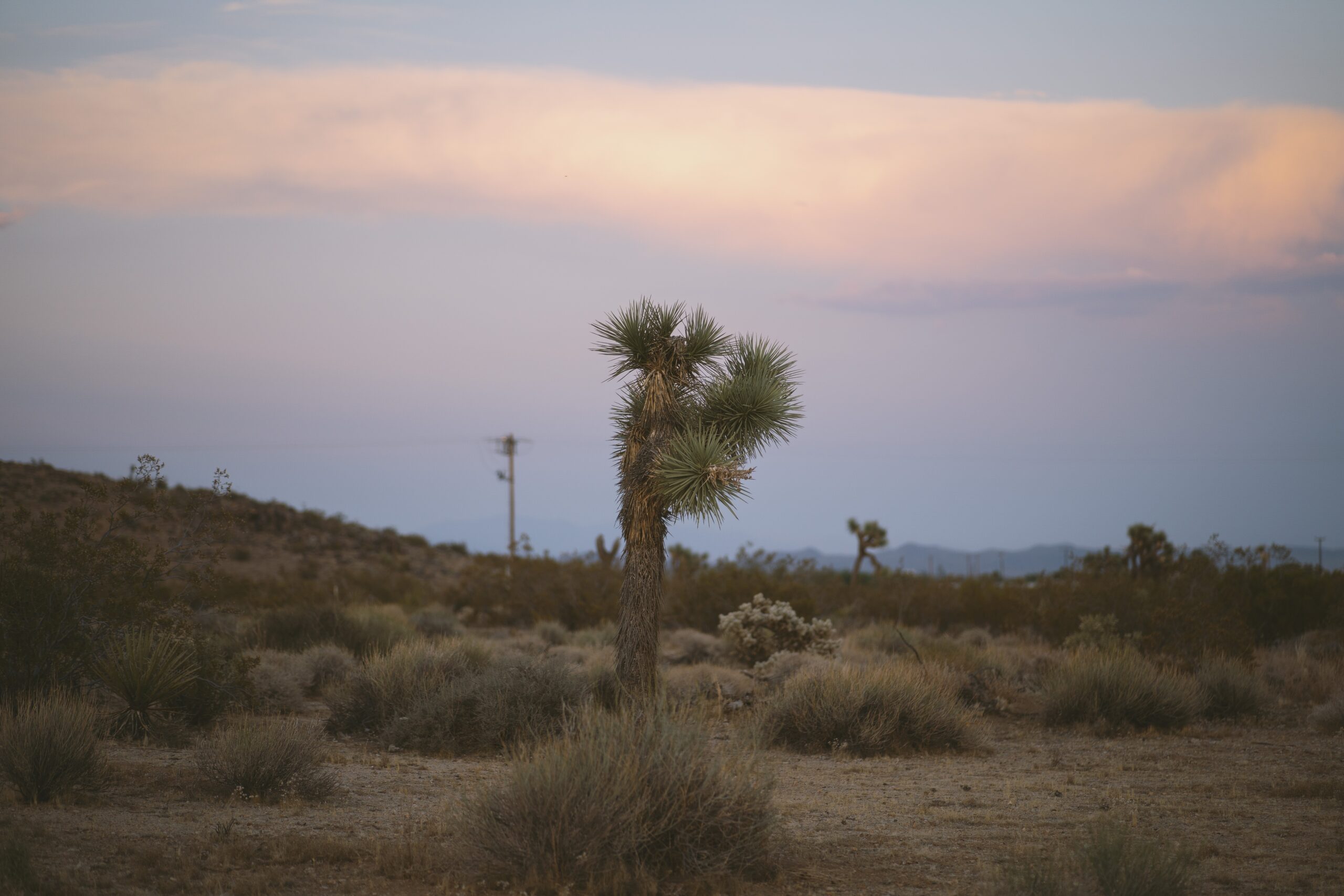 joshua-tree-at-sunset-2026-01-06-10-00-38-utc
