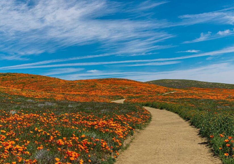 Antelope Valley landscape