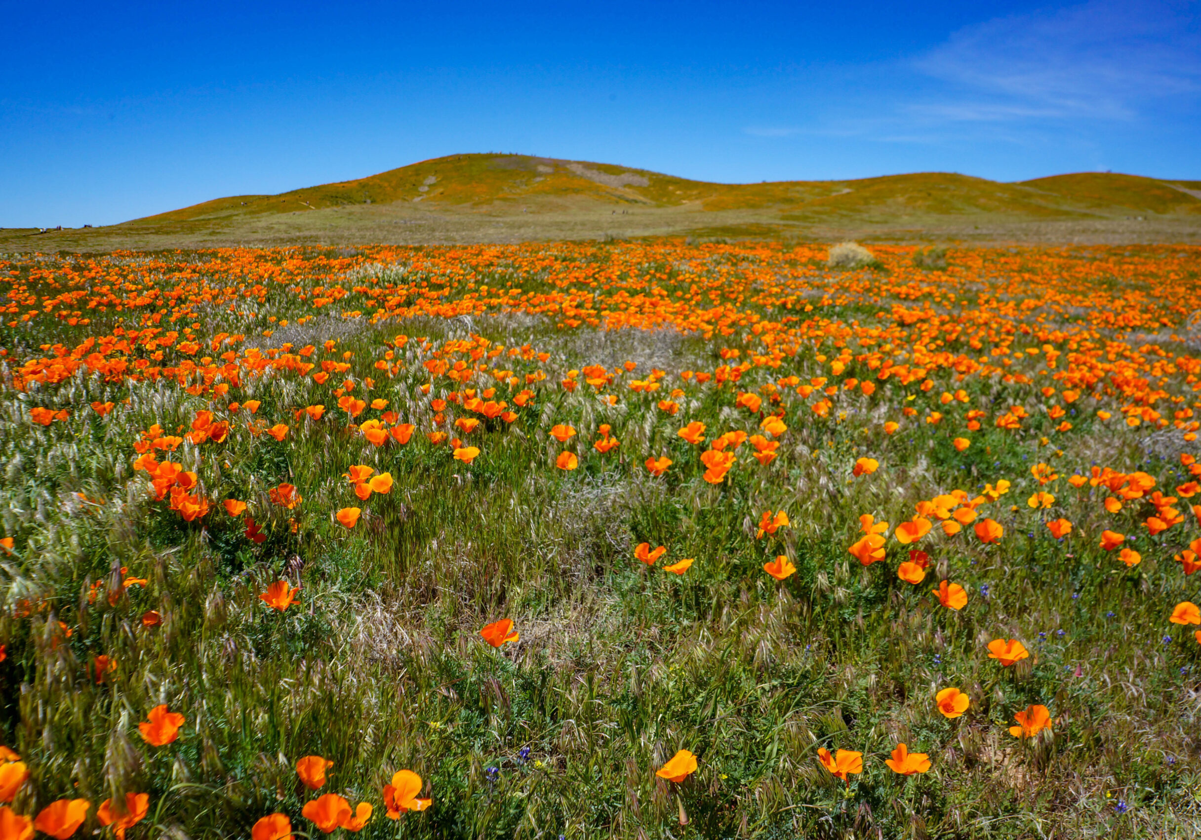 antelope valley pic1